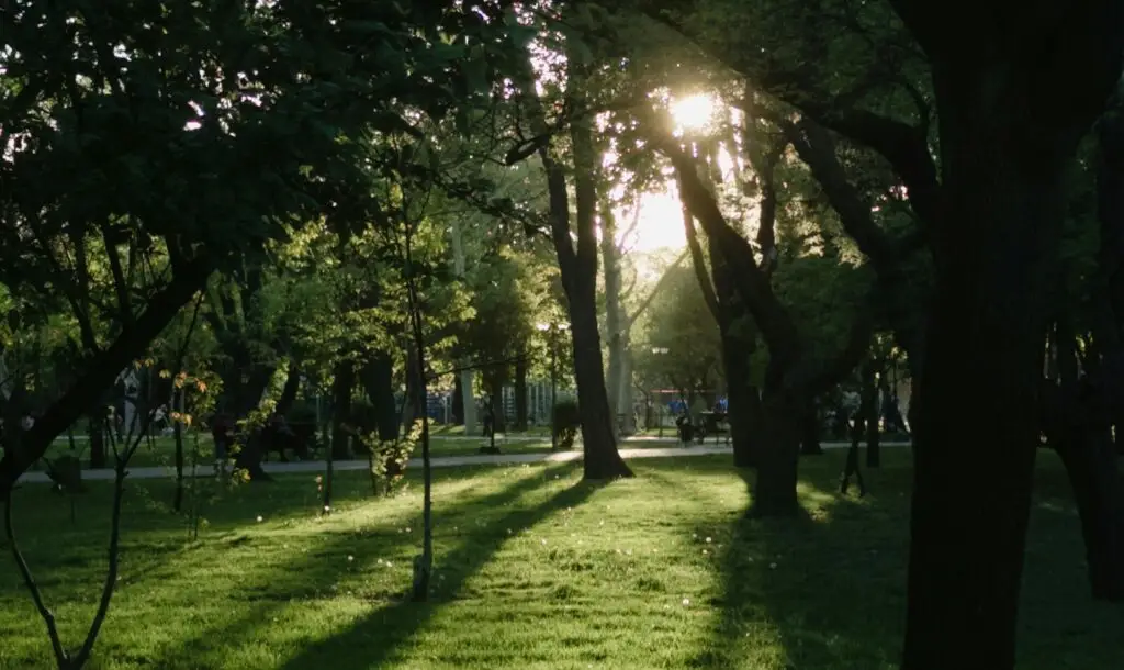 The garden with many trees and the sun rays are between the trees and the leaves,  represent that Trust yourself fiercely. You don’t have to be on anyone’s side but your own. Life is growth, facts, fantasy, and unshakable faith.