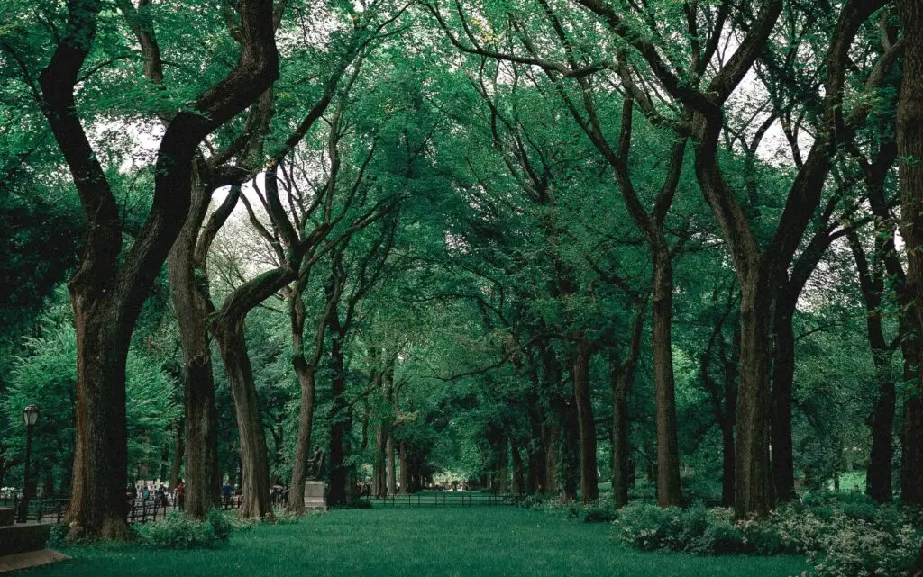 A forest full of green tree and the green grass. Image for You Don’t Have to Be on Anyone’s Side But Your Own, post by psychic reverie blog by zarnaib. in this there is a path between bunch of trees on sides of it and picture is full of green trees and grass