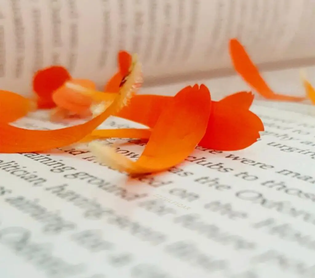 Orange petals rest gently between the open pages, as if the book itself is blooming.