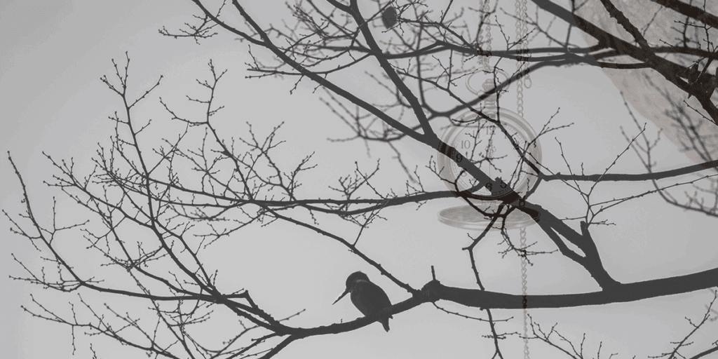 Peaceful morning moment where bird sits in the autumn tree representing clarity, observation, and inspiration for success. The Pace of Time Is Personal: Why Your Journey Matters More Than Deadlines
Don’t compare your life to others. There’s no comparison between the sun and the moon. They shine when it’s their time.
