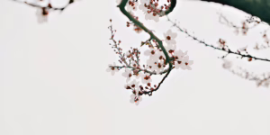 Cherry Blossom leaves and flower showing the blessings
