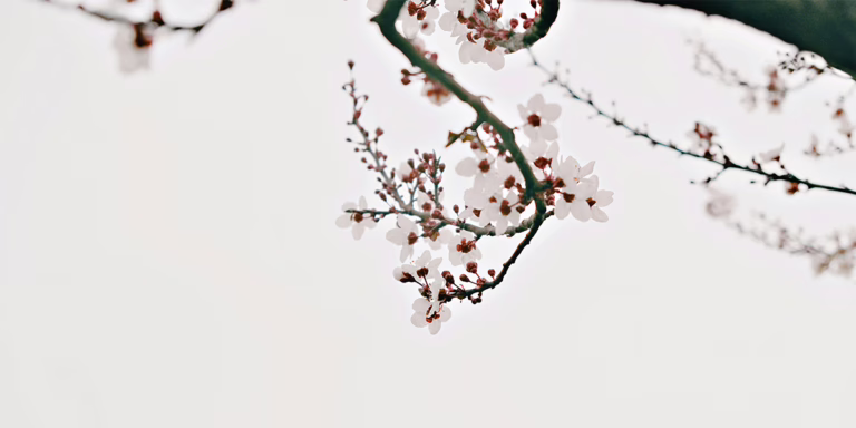 Cherry Blossom leaves and flower showing the blessings