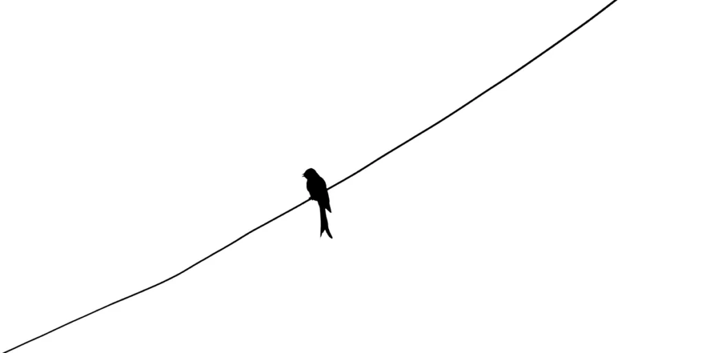 The bird sits on the thin wire, which shows A Very Thin Line: When Emotions Blur and Boundaries Fade. Passion is the spark that fuels your purpose, it energizes you to create, learn, and grow.
 Obsession, however, is when that spark starts to consume you. You can’t rest. Your identity becomes tied to outcomes. You stop being kind to yourself.
