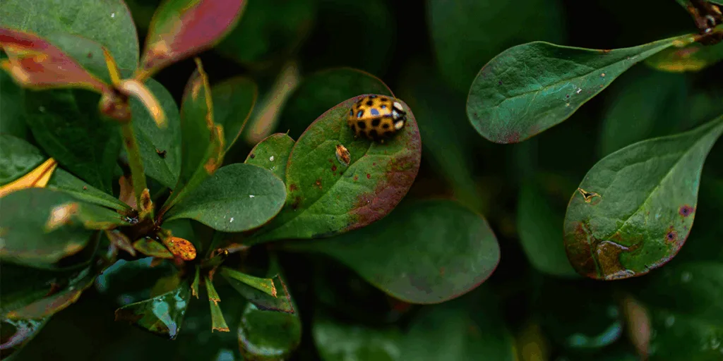 A ladybug on leaves and peaceful green forest symbolizing mental clarity and emotional healing